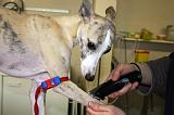 WHIPPET - GARROT PRISE DE SANG 155